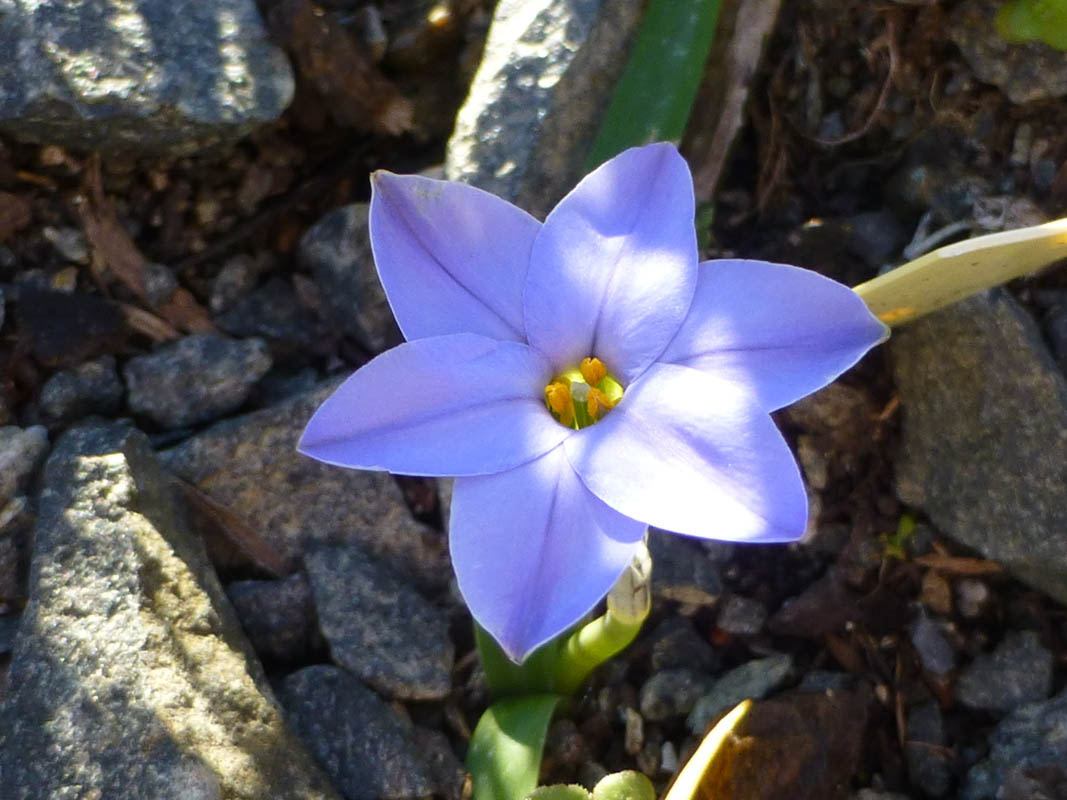 Ipheion uniflorum 'Rolf Fiedler' photo